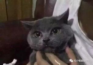 吃瓜爆料黑料喵小吉,揭秘娱乐圈黑料风云